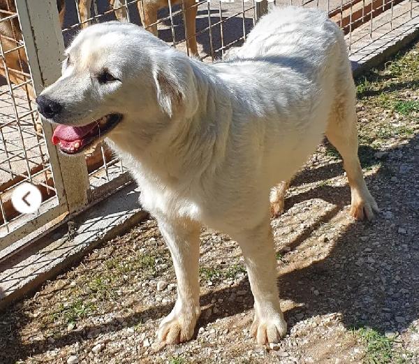 Bianca 8Mesi Meravigliosa Cresce In Canile.molise